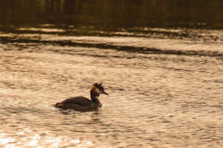 Grebe on the Norfolk Broads