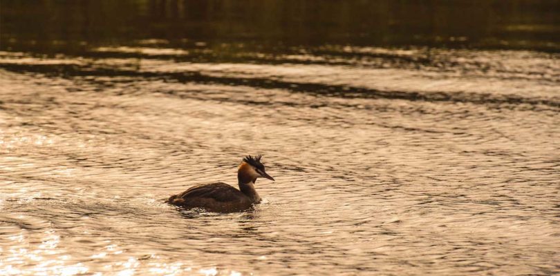 Grebe on the Norfolk Broads