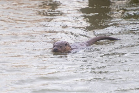 wildlife on the norfolk broads - otters