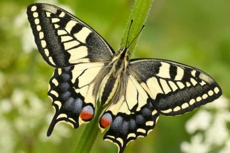 Swallowtail butterfly on the norfolk broads in spring
